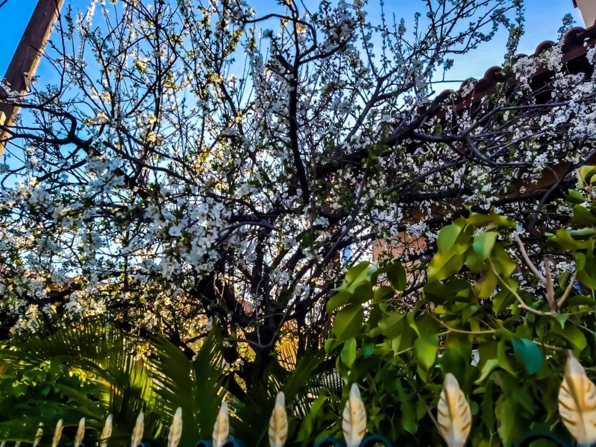 West Garden At Aigio By Greece Apartments Esterno foto