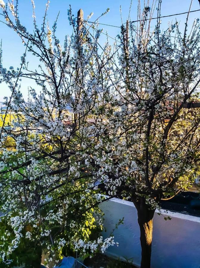 West Garden At Aigio By Greece Apartments Esterno foto